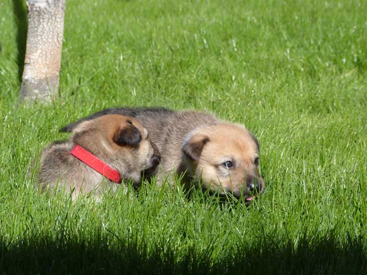 chinook dog